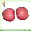 Exportación de fruta china grado A Fresco Apple Yantai Fuji fruta de manzana con el mejor precio